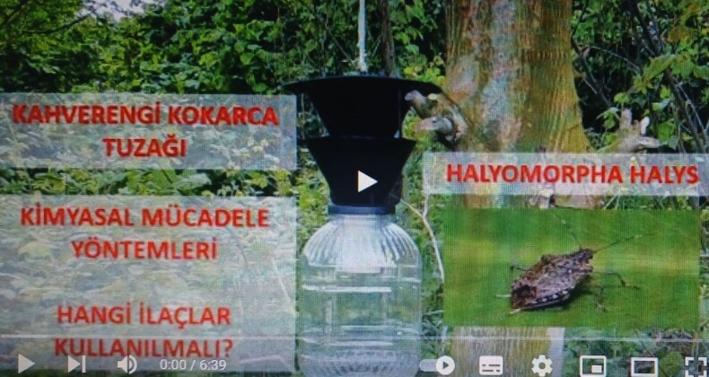 DİKKAT! KARADENİZ’DE KOKARCALAR TEHLİKE SAÇIYOR…