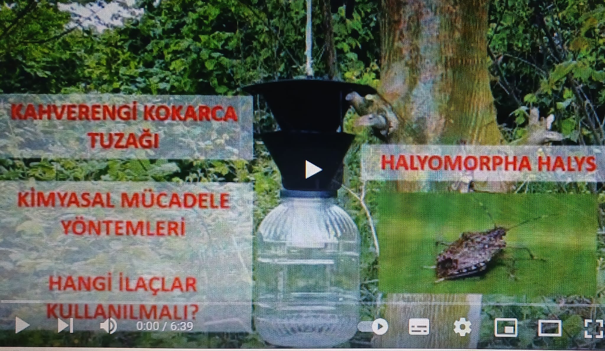 DİKKAT! KARADENİZ’DE KOKARCALAR TEHLİKE SAÇIYOR…