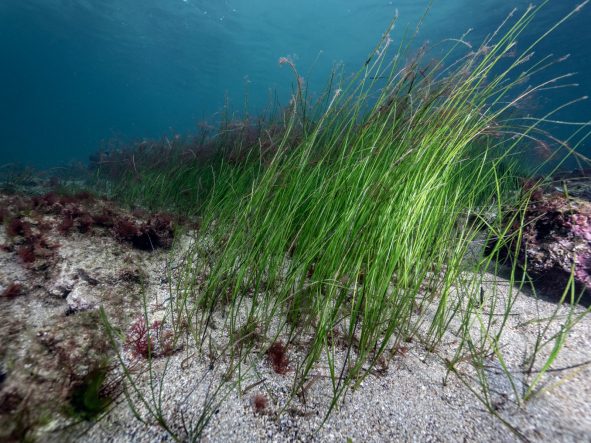 AKDENİZ’DE ÇOK AZ KALDI, TUZLA’DA UMUT VERDİ …